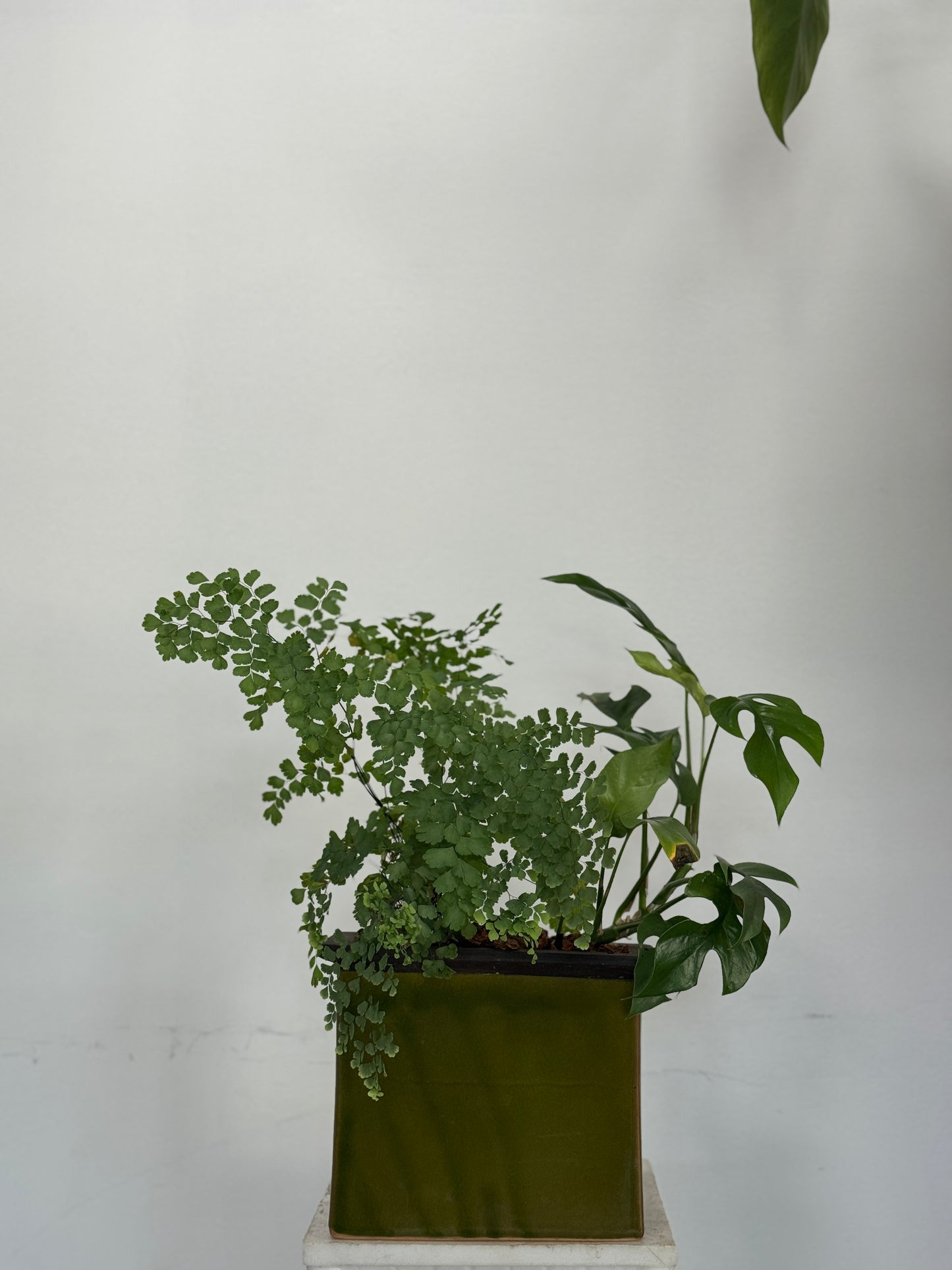 MAIDENHAIR FERN