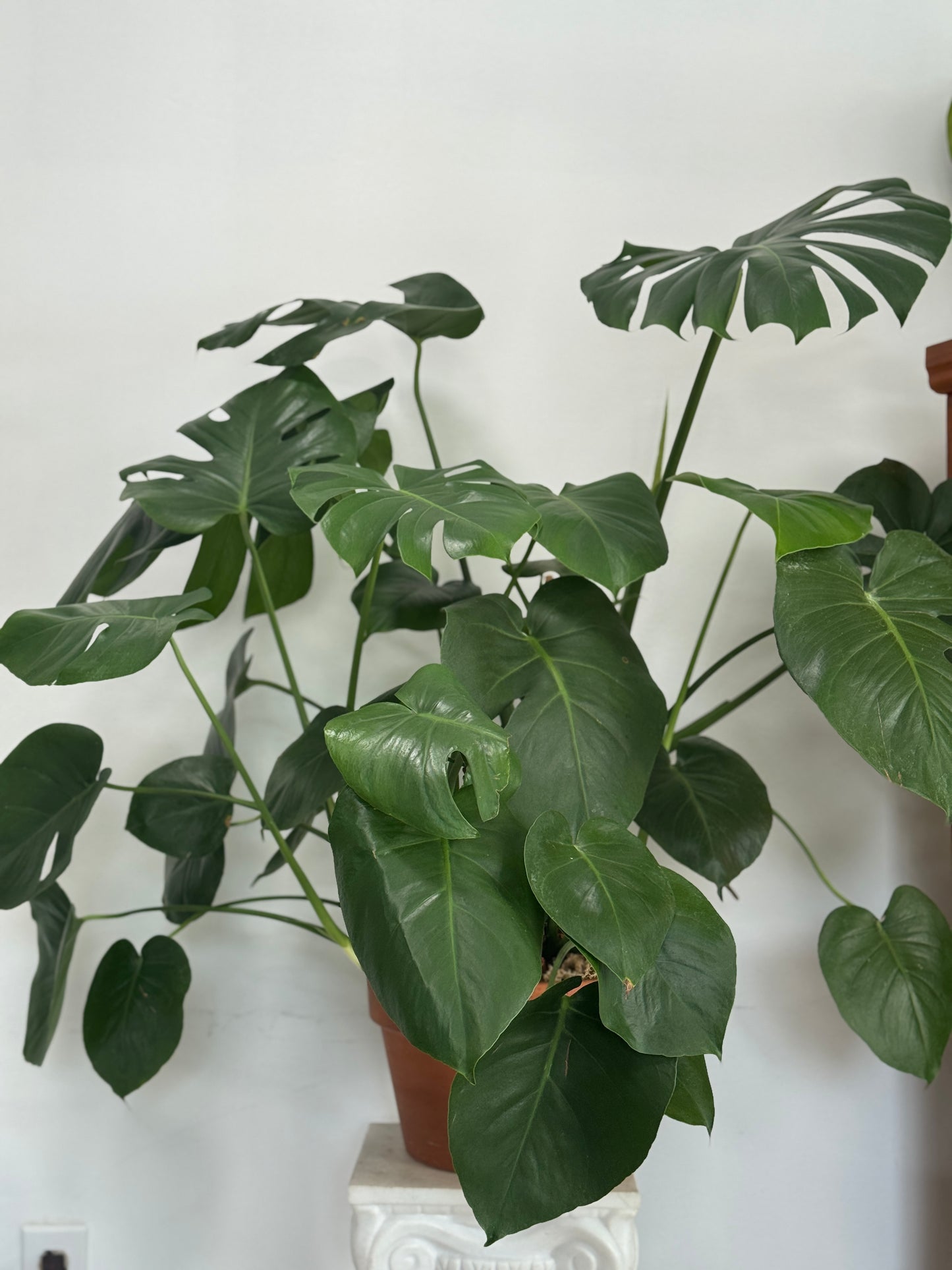 MONSTERA PLANT