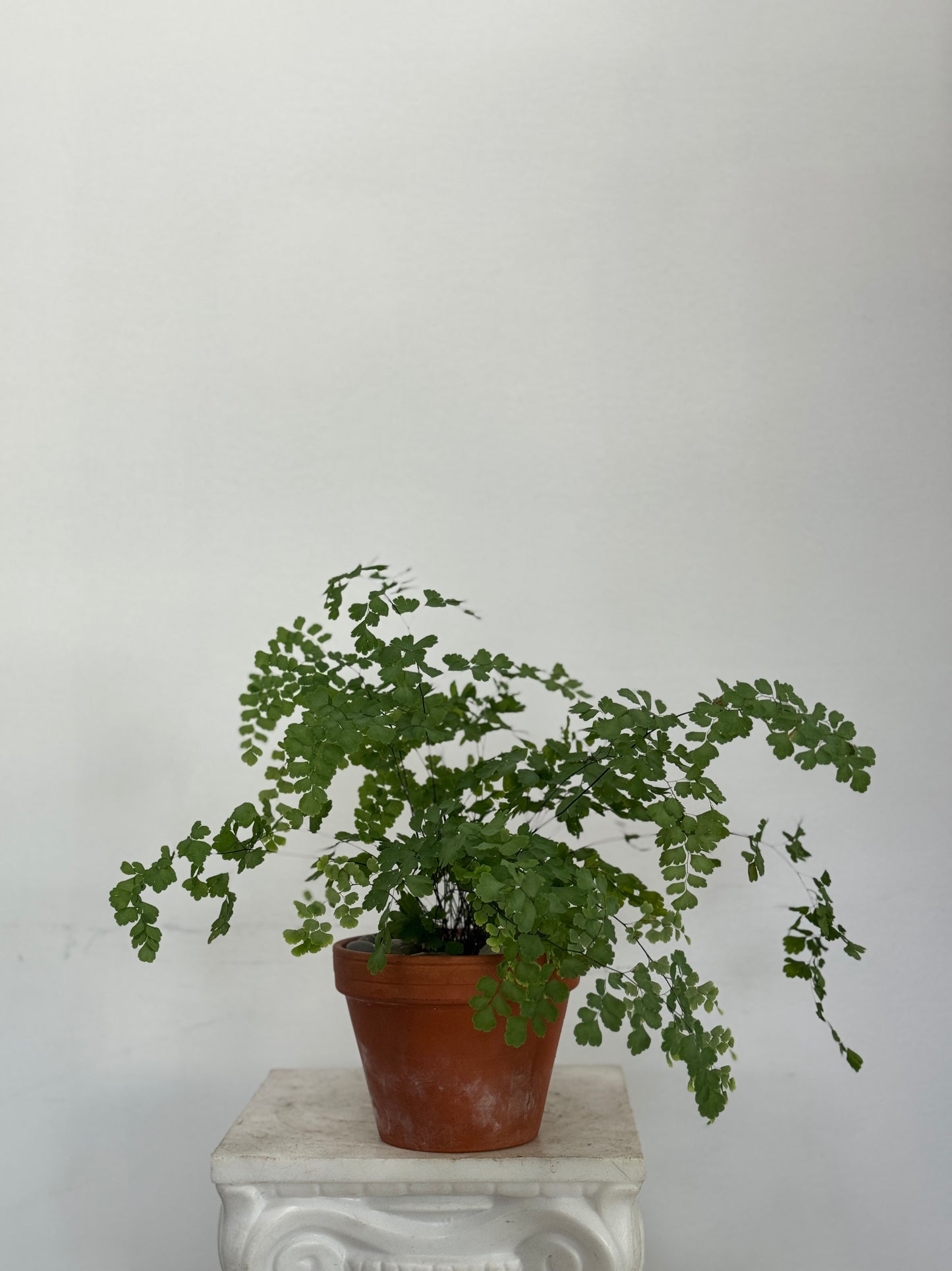 MAIDENHAIR FERN
