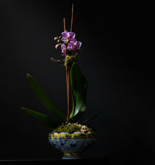 ARTISTIC MINI ORCHID