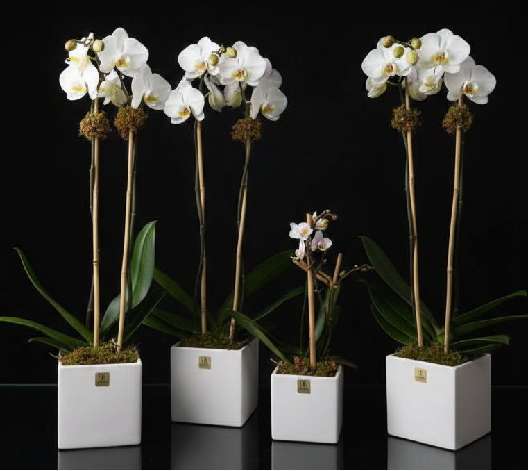 WHITE ORCHID PLANT