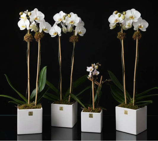 WHITE ORCHID PLANT