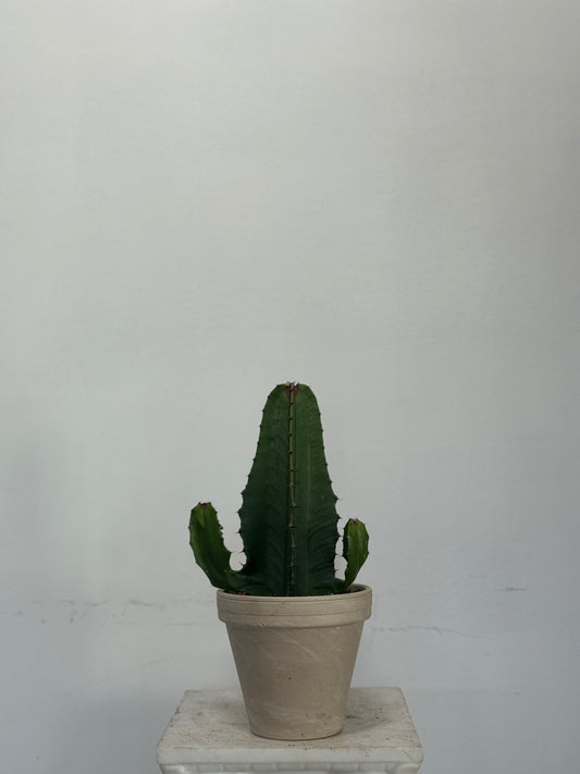CACTUS RED/GREEN