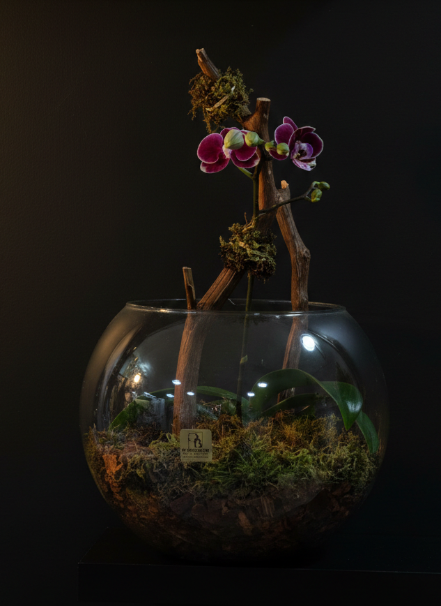 FISH BOWL ORCHID