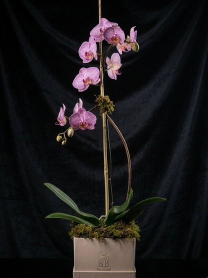 PURPLE ORCHID