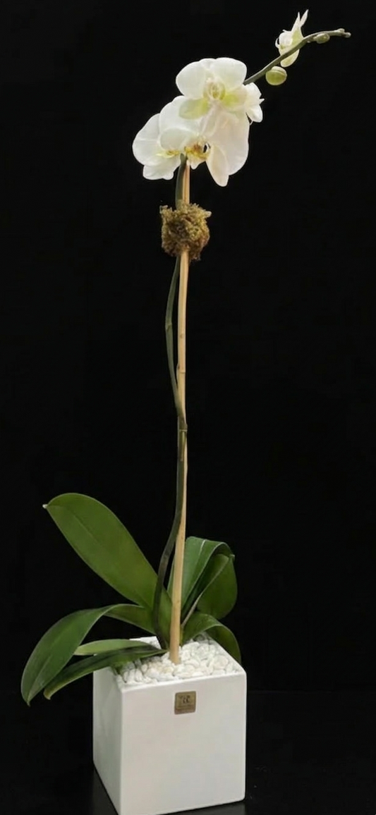 WHITE ORCHID PLANT