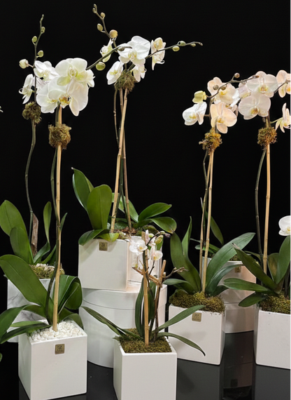 WHITE ORCHID PLANT