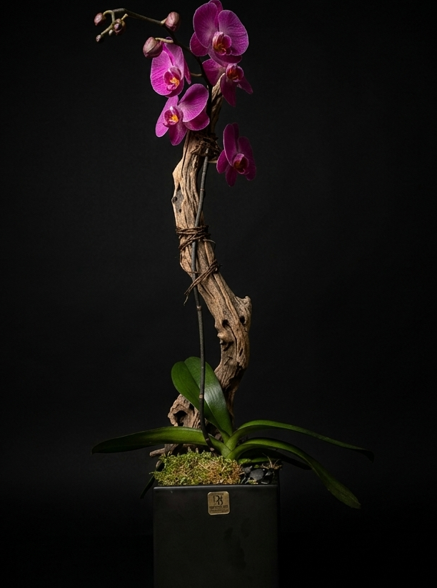 PURPLE ORCHID