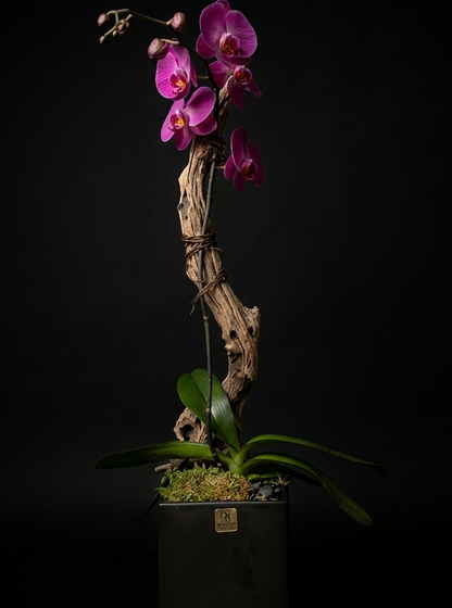 PURPLE ORCHID