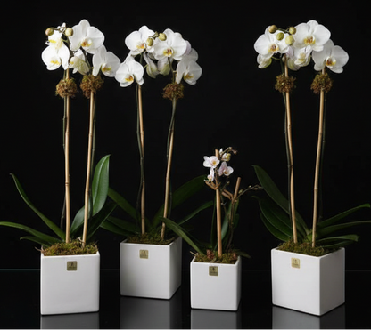 WHITE ORCHID PLANT